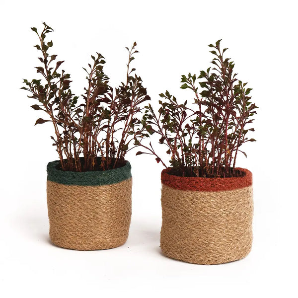 Jute Planter Natural Jute, 4.5x4.5x4, Red, Green & Natural