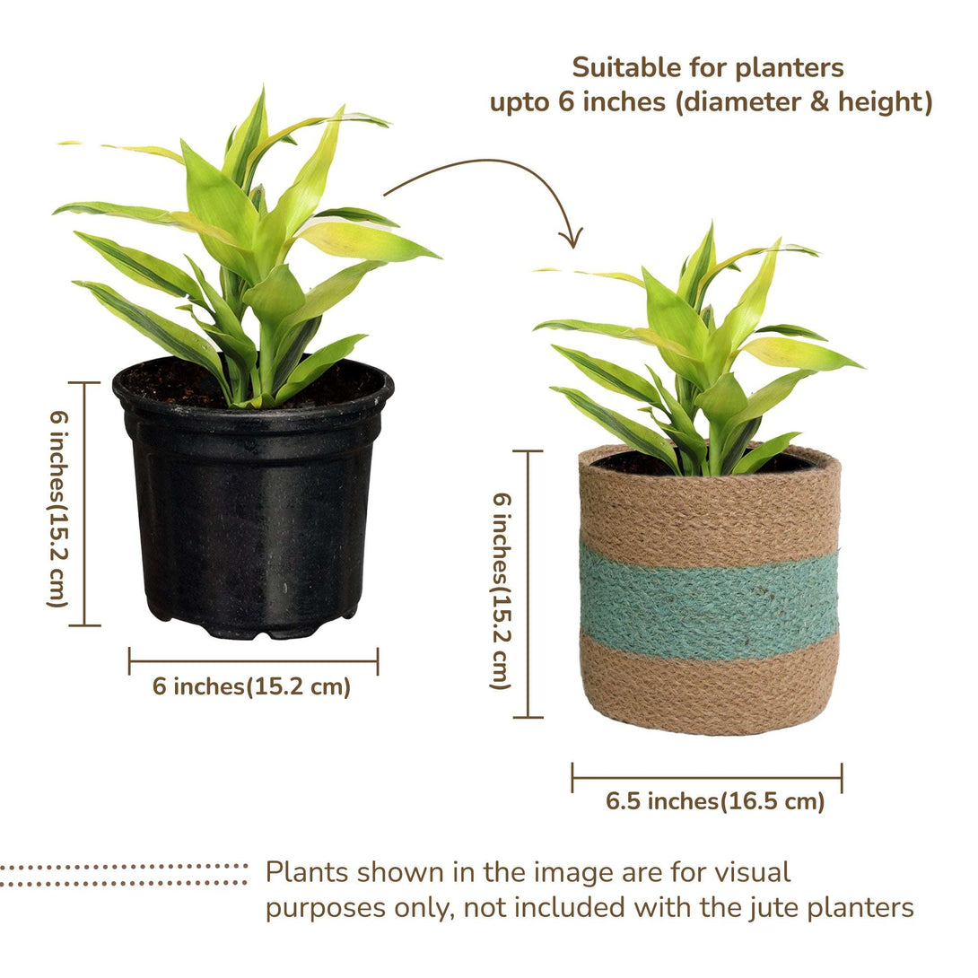 fine living 6 inches mint & natural jute planters