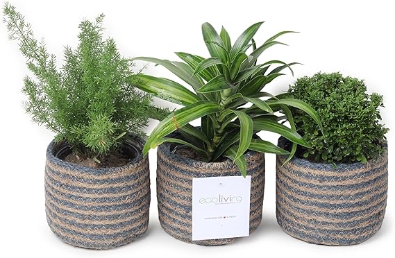 Jute Planters with Poly-Lining Set of 3 Teal Blue/Natural Jute 4.5x4.5x4"
